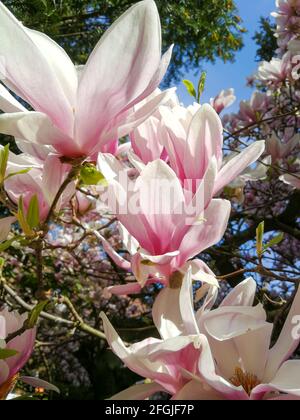 Plusieurs fleurs d'un magnolia (Magnolia × soulangeana, Tulpen-Magnolie) dans un jardin allemand au printemps Banque D'Images