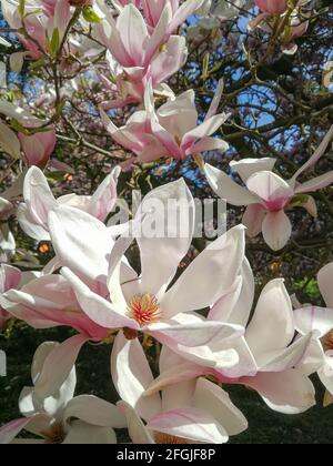 Plusieurs fleurs d'un magnolia (Magnolia × soulangeana, Tulpen-Magnolie) dans un jardin allemand au printemps Banque D'Images