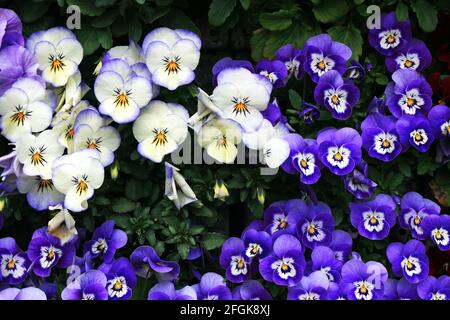 Fleurs de pansy aux couleurs vives en pleine fleur Banque D'Images