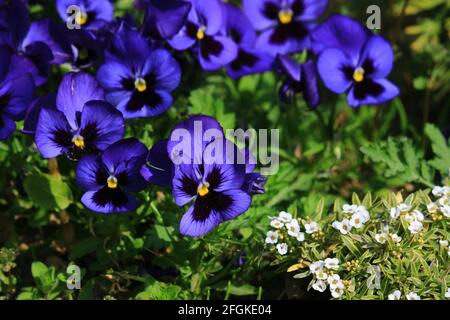 Fleurs de pansy aux couleurs vives en pleine fleur Banque D'Images