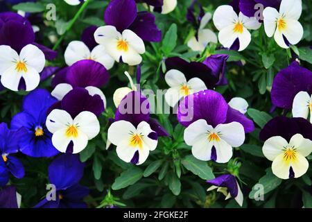 Fleurs de pansy aux couleurs vives en pleine fleur Banque D'Images