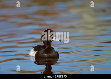 Canard touffeté Aythya fuligula Norfolk, Royaume-Uni BI005065 Banque D'Images