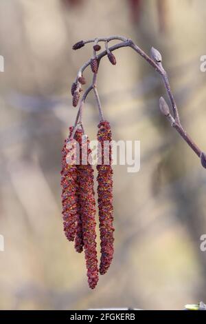 Aulne européen à fleurs (Alnus glutinosa) Banque D'Images