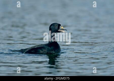 Common Scoter drake présentant Melanitta nigra Norfolk, Royaume-Uni BI019606 Banque D'Images