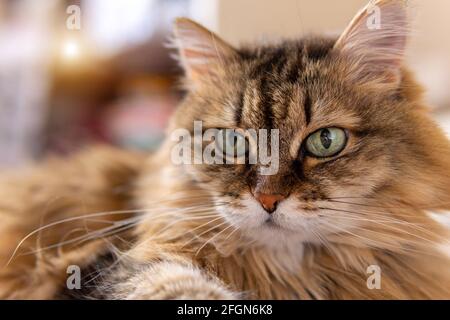 un chat brun moelleux aux yeux verts est couché sur le table de traitement Banque D'Images