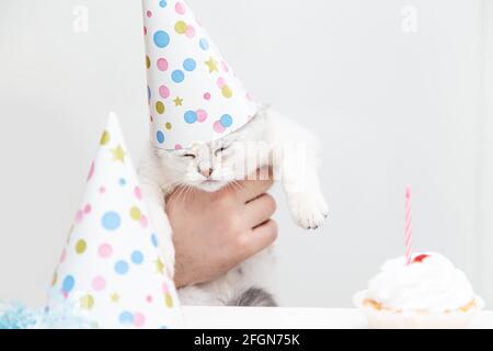 Triste chaton blanc dans un chapeau de fête dans la main d'un homme. Concept anniversaire et vacances. Banque D'Images