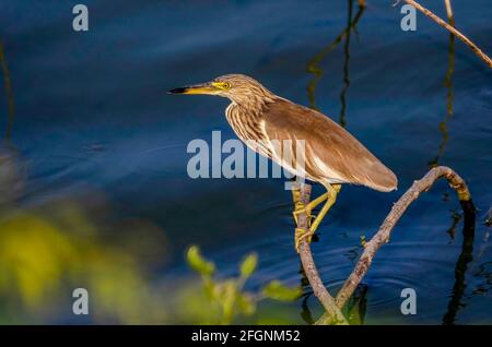 Indian Pond Heron assis toujours en attente de l'action Banque D'Images