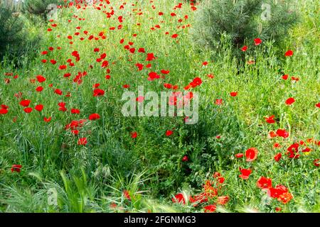 Champ de coquelicots rouges sur la route de Madrid Rio, à Madrid, Espagne. Photographie horizontale. Banque D'Images