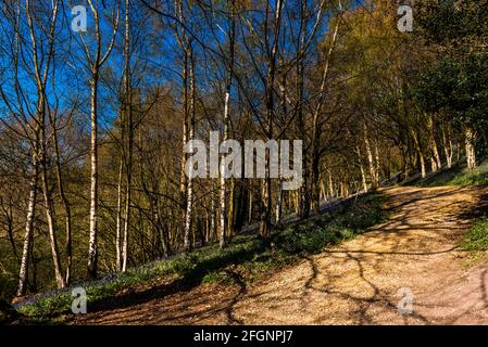 Bluebell et chemin de gravier au printemps, Emmetts Garden, Kent, Royaume-Uni Banque D'Images