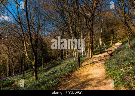 Bluebell Wood et sentier au printemps, Emmetts Garden, Kent, Royaume-Uni Banque D'Images