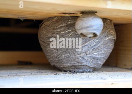 un nid ou une ruche de guêpes sauvages dans un niche sous le toit d'une maison de village en bois Banque D'Images