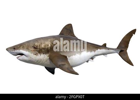 Requin Mégalodon sur fond blanc Banque D'Images