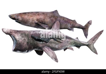 Requin pèlerin, requin du Groenland et plongeur sur fond blanc Banque D'Images