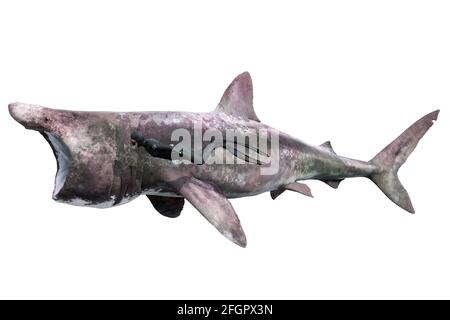 Requin pèlerin, Cetorhinus maximus et plongeur sur fond blanc Banque D'Images