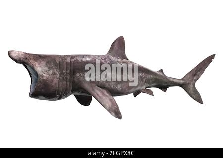 Requin pèlerin, Cetorhinus maximus, sur fond blanc Banque D'Images