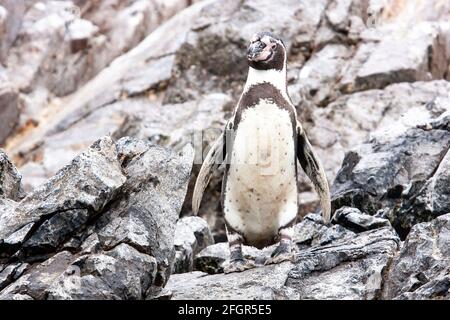 Pingouin Humboldt, Spheniscus humboldti, adulte unique à la rookerie de reproduction, Chili Banque D'Images