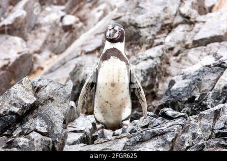 Pingouin Humboldt, Spheniscus humboldti, adulte unique à la rookerie de reproduction, Chili Banque D'Images