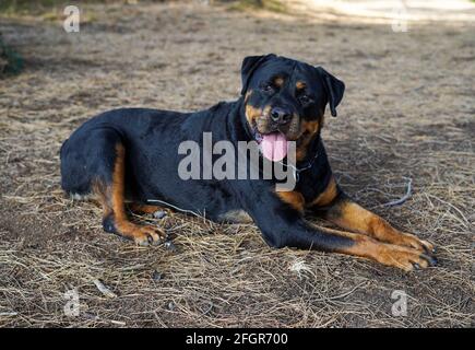 Rottweiler chien de race couché dans la forêt Banque D'Images