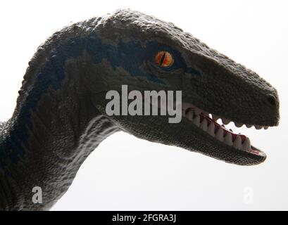 Enfant jouet éducatif en plastique dinosaure d'un Velociraptor par Mattel sur fond blanc Banque D'Images