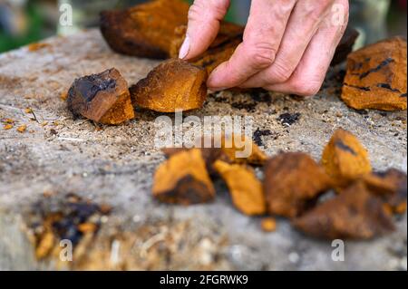 les mains des hommes avec une hache hacher en morceaux champignons pelés chaga bouleau champignon dans l'air frais. étape par étape Banque D'Images