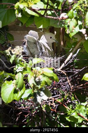 Dove à col eurasien, Streptopelia decaocto, un oiseau assis sur un nid incubant des œufs, nidification d'oiseaux, Cambridgeshire UK Banque D'Images