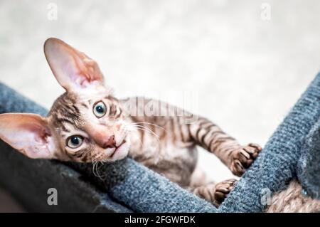 Portrait d'un chat de race Rex cornouaien. Le chaton regarde dans le cadre. Banque D'Images