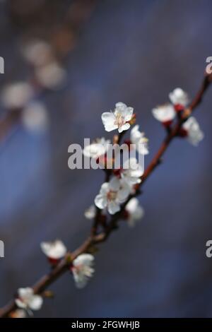 Fleurs blanches sur branche d'abricot dans jardin ensoleillé de printemps Banque D'Images