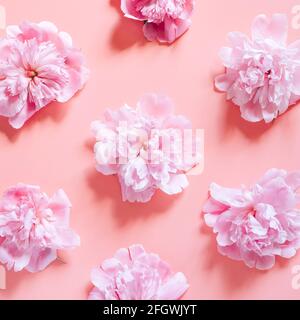 motif répété de plusieurs fleurs de pivoine en pleine fleur rose pastel isolé sur fond rose pâle. flat lay, vue de dessus. carré Banque D'Images