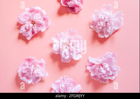 répétition de plusieurs fleurs de pivoine dans une couleur rose pastel pleine fleur isolée sur fond rose pâle. flat lay, vue du dessus Banque D'Images