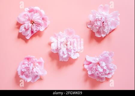 répétition de plusieurs fleurs de pivoine dans une couleur rose pastel pleine fleur isolée sur fond rose pâle. flat lay, vue du dessus Banque D'Images