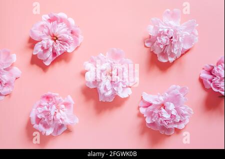 répétition de plusieurs fleurs de pivoine dans une couleur rose pastel pleine fleur isolée sur fond rose pâle. flat lay, vue du dessus Banque D'Images