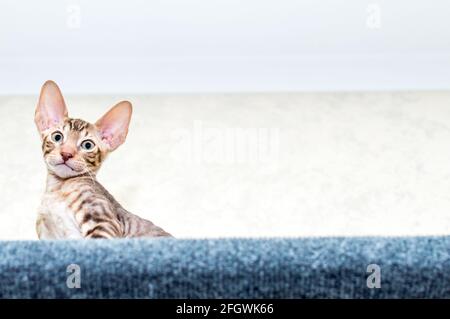 Look amusant chat. Surprise de concept de race de Rex de Cornouailles Banque D'Images