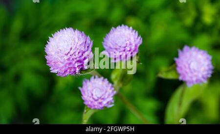 Globe amarante fleur fleurir dans le jardin Banque D'Images