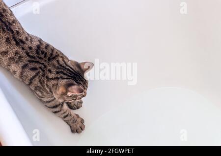 le chat se déplace dans la salle de bains remplie d'eau. Banque D'Images