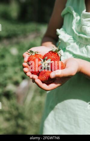 fraises mûres dans une jeune fille mains sur une ferme de fraises bio, les gens cueillant des fraises en été, moissonnent des baies Banque D'Images