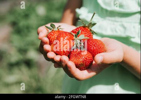 fraises mûres dans une jeune fille mains sur une ferme de fraises bio, les gens cueillant des fraises en été, moissonnent des baies Banque D'Images