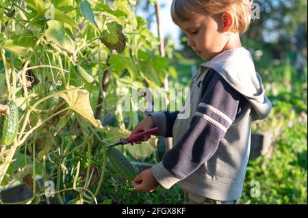 cueillette de concombres en automne. concombre dans les mains d'un petit garçon qui récolte avec des ciseaux Banque D'Images
