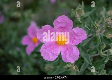 Fleurs roses cistus albidus aux étamines jaune vif et pétales de ponge. Arbuste à fleurs gris. Banque D'Images