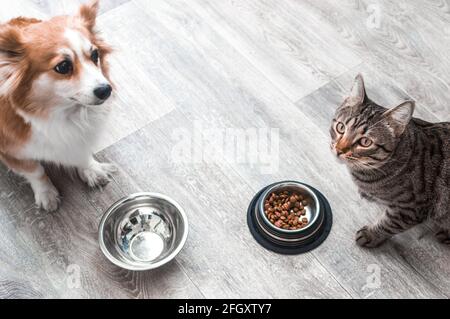le chien et le chat sont assis sur le sol dans l'appartement à leurs bols de nourriture. Banque D'Images
