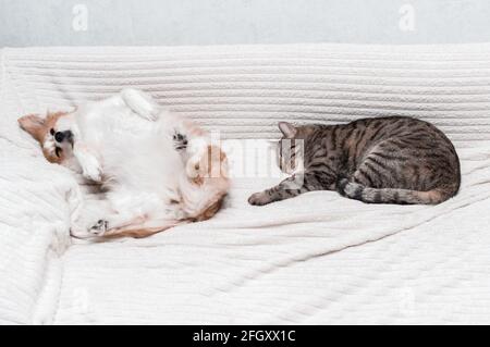 le chien est allongé sur le lit sur son dos. À côté de dormir un chat. Concept chat et chien Banque D'Images