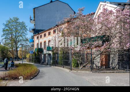 Floraison de Magnolia dans le parc de Stromparken au printemps à Norrkoping, en Suède Banque D'Images