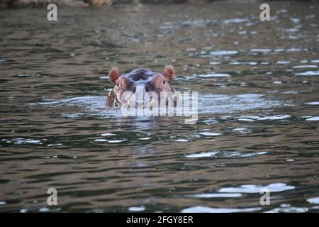 Surprise Hippo Banque D'Images