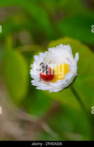 Coccinelle sur la fleur de pâquerette Banque D'Images