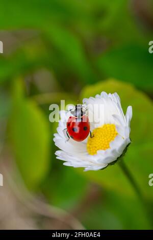 Coccinelle sur la fleur de pâquerette Banque D'Images