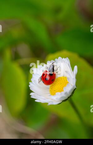 Coccinelle sur la fleur de pâquerette Banque D'Images