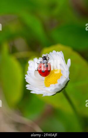 Coccinelle sur la fleur de pâquerette Banque D'Images