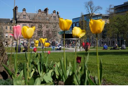 Édimbourg, Écosse, Royaume-Uni. 25 avril 2021. Les tulipes printanières fleurissent dans le jardin de la place St Andrew lors d'une magnifique journée chaude et ensoleillée. Crédit : Craig Brown/Alay Live News Banque D'Images