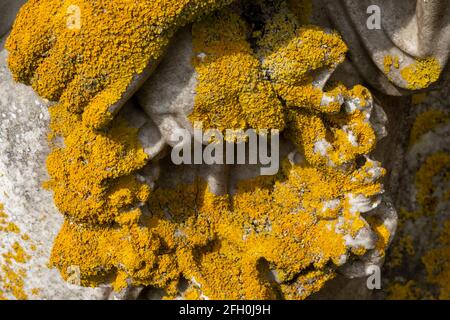 Mains tenant doucement une couronne de fleurs partie d'un pierre de tête d'ange partiellement couverte de lichen jaune Banque D'Images