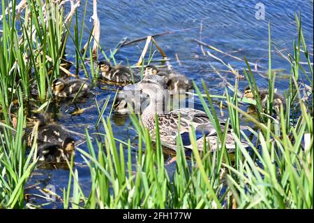 Soleil et brise modérée avec des températures atteignant 11 degrés. Un canard colvert ( Anas platrhynchos ) surveille ses canetons. River Cray, Foots Cray Meadows, Sidcup, Kent. ROYAUME-UNI Banque D'Images