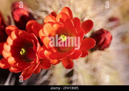 Les fleurs de cactus de hérisson rouge orangé vif sont cireuses et spectaculaires dans la région désertique de Tucson, Arizona. Mise au point sélectionnée avec espace de copie. Banque D'Images